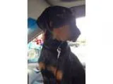 Adopt Sonny a Black - with Brown Red Golden Orange or Chestnut D