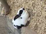 Adopt BUN BUN a American  Mixed rabbit in Anaheim Hills CA (1574