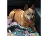 Adopt Emily a Australian Cattle Dog  Mixed dog in Anaheim CA (15