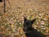 Adopt Twiggy a Pharaoh Hound
