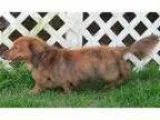 Adopt Scout (MD) a Dachshund
