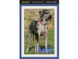 Adopt Kujo a Great Dane