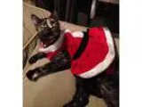 Adopt Emma Noel a Tortoiseshell Domestic Shorthair (short coat) 