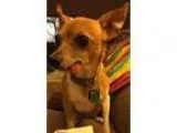 Adopt Gracie a Italian Greyhound  Mixed dog in Johnston IA (1488