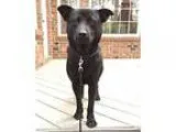 Adopt Jeese a Labrador Retriever