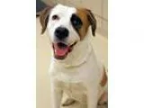 Adopt Paula a White - with Red Golden Orange or Chestnut St.