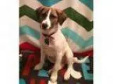 Adopt Norman a Beagle Jack Russell Terrier