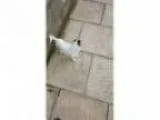 Minature Jack Russell female needs good home