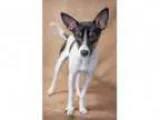 Jackel - Male Cattle Dog Mix