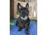 Adopt Milo a Scottish Terrier Scottie