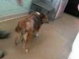 Adopt ELLEN a Sheltie Shetland Sheepdog Mixed dog in Tulsa OK (