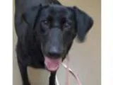 Adopt Clarabelle a Black Labrador Retriever  Mixed dog in Wichit