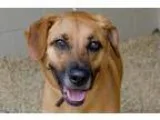 Adopt Nala a Belgian Shepherd Malinois