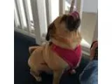 Puggle - Ellie