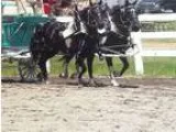 Draft ponies