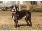 ISO free pup or young dog for special needs child