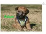 Soft Coated Wheaten Terrier Adam