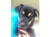 Adopt Gigi III a Black - with Tan Yellow or Fawn Catahoula Leopa
