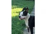 Judd - Male RottweilerBoxer Mix