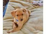 Adopt Jonah Bug a Doberman Pinscher  Hound (Unknown Type)  Mixed