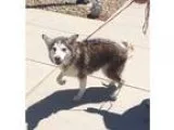 Adopt DAKOTA a Husky  Mixed dog in Wintersville OH (15758223)