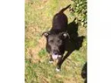 Adopt Mulan a Black Labrador Retriever  Pit Bull Terrier  Mixed 