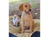 Adopt Simba Bug a Doberman Pinscher  Hound (Unknown Type)  Mixed
