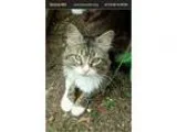 Adopt Max a Brown Tabby American Shorthair (medium coat) cat in 