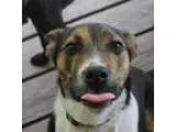 Adopt Keira a Brindle Shepherd (Unknown Type)  Mixed dog in Wich