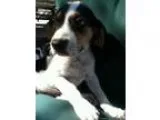 coon hound pupps