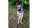 Adopt Simba a German Shepherd Dog Mixed dog in Richmond VA (