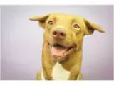 Adopt Paree a RedGoldenOrangeCh estnut - with White Pharaoh Houn