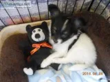 Papillon puppy