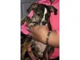 Adopt Sir and Mee Mee a German Shepherd Dog