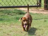 Adopt A075335 a RedGoldenOrangeCh estnut Dachshund  Mixed dog in