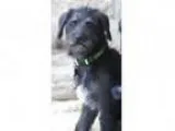 Adopt Frack - MEET HIM a Black Schnauzer (Miniature) Terrier (U