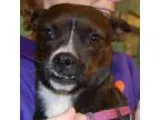Adopt Dixie a Boston Terrier