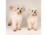 Adopt Blarney a Coton de Tulear  Mixed dog in San Francisco CA (