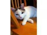 Adopt Mina a Calico or Dilute Calico Calico (short coat) cat in 