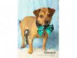 Adopt Howard a Dachshund