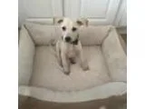 Adopt January a TanYellowFawn - with White Shepherd (Unknown Typ