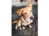 Adopt Bella a Collie  Golden Retriever  Mixed dog in Gilmer TX (