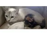 Adopt 23716 w2 babies Taken Rescued a White Domestic Shorthair (