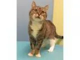 Adopt Persephone a Domestic Short Hair