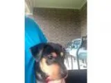 Adopt Moonbeam a Black - with Tan Yellow or Fawn Catahoula Leopa
