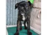 Adopt Cecil a Boston Terrier  Mixed dog in Smyrna GA (15759994)