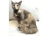 Adopt 23116 Taken Rescued a Tortoiseshell Domestic Mediumhair (m