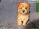 Loving Morkie Puppies For Sale (Maltese x Yorkshire Terrier)