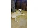 Adopt Gabby a Labrador Retriever