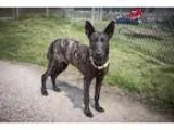 Colby (Courtesy Post) - Male Labrador RetrieverChesapeake Bay Re